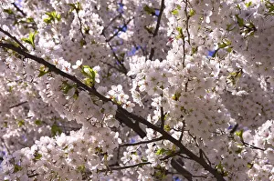 Cherry Blossom Close Up Prints: Cherry blossom