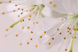 Cherry Blossom Prints: Cherry blossom