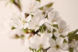 Cherry Blossom Prints: Cherry blossom