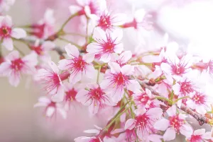 Deciduous Fruit Tree Bloom Prints: Cherry Blossom in spring with soft focus
