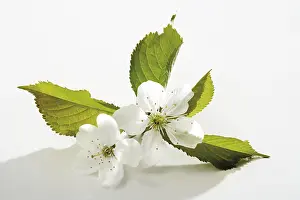 Botany Images Prints: Cherry blossoms
