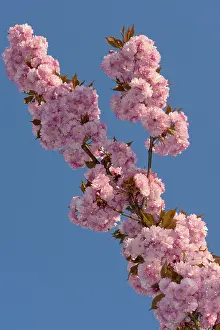 Nature Botany Images Prints: Cherry Blossoms