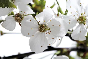 Cherry Blossom Inflorescence Prints: Cherry blossoms