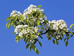 Spring Awakening Images Prints: Cherry blossoms