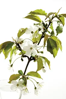 Botanical Photography Prints: Cherry blossoms