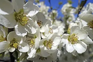 Deciduous Fruit Trees Prints: Cherry blossoms