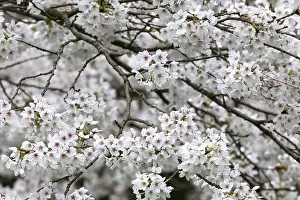 White Cherry Blossoms Prints: Cherry blossoms, Germany