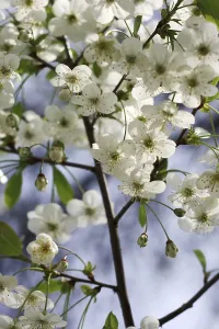 Japanese Cherry Blossom Prints: Cherry flower on sky background