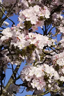 Cherry Blossom Prints: Cherry flowers