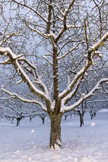 Central Europe Snowy Landscape Prints: Cherry (Prunus) trees Snowfall