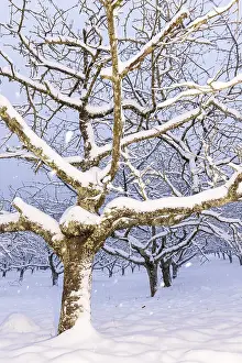 German Federal Republic Winter View Prints: Cherry (Prunus) trees Snowfall