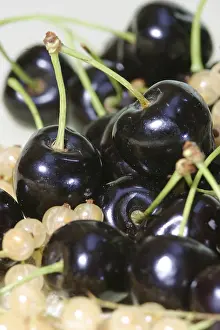 Types Of Cherries Prints: Cherry sort Schwarzer Falter