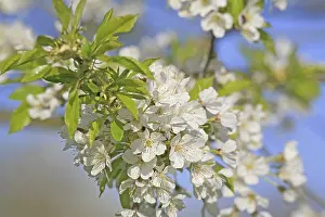 Cherry Blossom Close Up Prints: Cherry tree in bloom