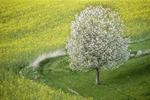 Cherry Blossom Landscape Prints: Cherry Tree in Full Bloom along Fields of Rapeseed and Barley