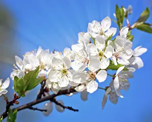Cherry Blossom Season Prints: Cherry tree blossoming in the springtime