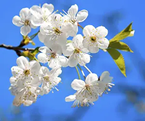 Cherry Blossom Season Prints: Cherry tree blossoming in the springtime