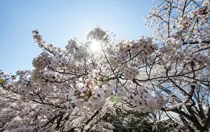 Cherry Blossoms Tokyo Prints: Cherry tree blossoms in spring