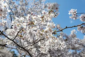 Deciduous Tree Fruit Blossom Prints: Cherry tree blossoms in spring