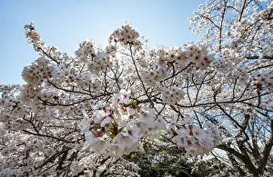 Japanese Cherry Tree Bloom Prints: Cherry tree blossoms in spring