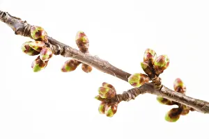Deciduous Tree Close Up Prints: Cherry tree (Cerasus) twig in spring