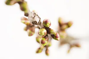 Deciduous Tree Detail Prints: Cherry tree (Cerasus) twig in spring