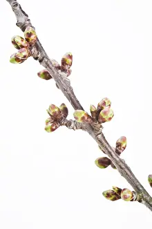 Deciduous Tree Close Up Prints: Cherry tree (Cerasus) twig in spring