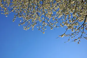 Cherry Blossoms Germany Prints: Cherry tree, cherry blossoms, sky