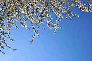 Cherry Blossoms Germany Prints: Cherry tree, cherry blossoms, sky