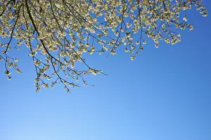 Cherry Blossom Germany Prints: Cherry tree, cherry blossoms, sky
