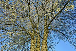 Central Europe Flowering Trees Prints: Cherry tree, cherry blossoms, sky