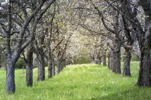 In Full Bloom Photos Prints: Cherry tree grove in full bloom in Spring