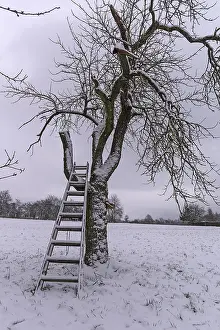 Bavarian Agricultural Scenery Prints: Cherry tree with ladder in winter