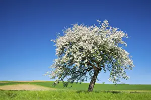 Cherry Blossom Tree Prints: Cherry tree (Prunus) in full bloom under a blue sky in the middle of fields and meadows