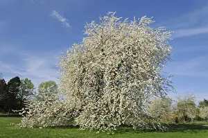 Cloudless Blue Skies Europe Prints: Cherry tree (Prunus sp.) In full bloom