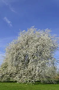 Blue Sky Prints: Cherry tree (Prunus sp.) In full bloom