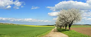 Country Lane Germany Prints: Cherry trees in full bloom, field path through fields in spring