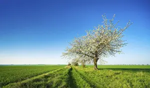 Fruit Tree Cultivation Europe Prints: Cherry trees in blossom on a field path in spring