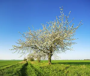 Central Europe Agricultural Land Prints: Cherry trees in blossom on a field path in spring