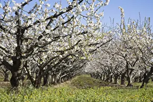 Springtime Fruit Blossoms Prints: Cherry trees (Prunus) in bloom