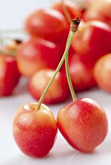 Stone Fruit Photography Prints: Cherry on white with fruit background