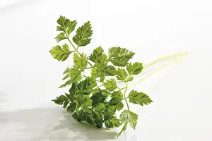 Studio Flower Shots Prints: Chervil