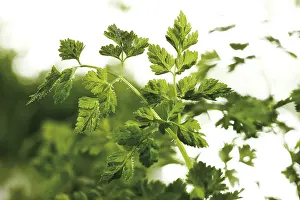 Studio Flower Shots Prints: Chervil
