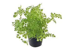 Deserted Kitchen Herb Garden Prints: Chervil in a pot, (Anthriscus)