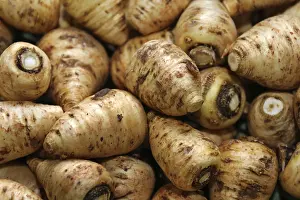 Uninhabited Countryside Scene Prints: Chervil turnips