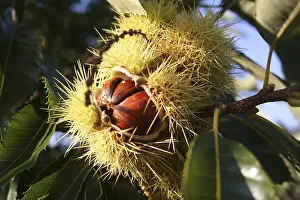 Sweet Chestnut Tree Prints: Chestnut