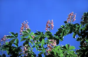 European Chestnut Tree Prints: Chestnut in bloom