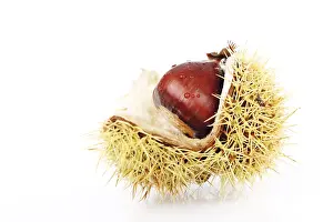 Studio Shot Of Chestnuts Prints: Chestnut (Castanea)