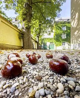 Upper Bavarian Landscape Photography Prints: Chestnut, chestnut tree (Castanea) in a backyard