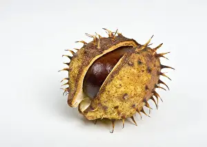 Deserted Fruit Plant Prints: Chestnut in the cupule