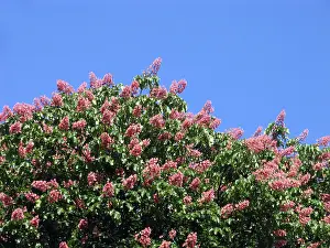 Colorful Nature Prints: Chestnut tree